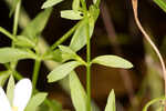 Coastal rose gentian